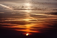 akkersluierbewolkingsluierwolkenspreeuwspreeuwenvogelvogelsweerzevenbergenzevenbergen in vogelvluchtzonzonsopgangzwerm
