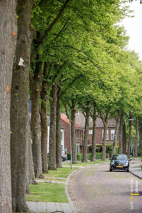 Bomen Burg. van Akenstraat