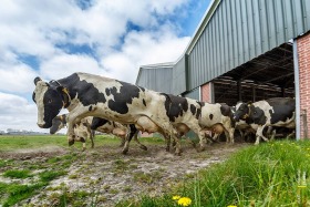 Loslaten koeien zorgboerderij