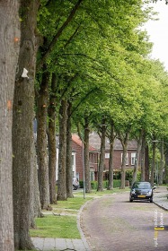 Bomen Burg. van Akenstraat