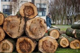 Bomenkap Vlaamse Schuur