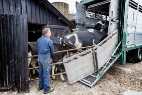 Koeien weg door fosfaatwet
