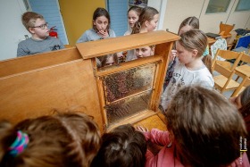 Les over bijen in De Molenvliet