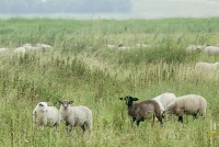 Lammetjes van Van Driel groeien in open natuur tot vlees