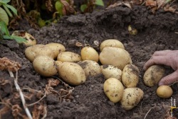 Kees en Rian doen mee aan Nationale Aardappelrooidag