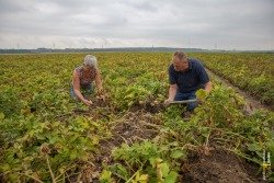 Kees en Rian doen mee aan Nationale Aardappelrooidag