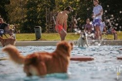 Dog plons bij zwembad Wolfslaar