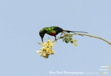 (Beautiful Sunbird) Feeenhoningzuiger