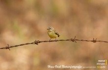 (Yellow Fronted Canary) Mozambiquesijs