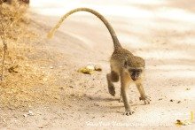 Geelgroene Meerkat baby