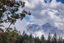 Red Berries Tree with Austrian Alps in Background