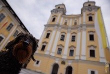 Dachshund in Front of Colorful Church in Mondsee, Austria