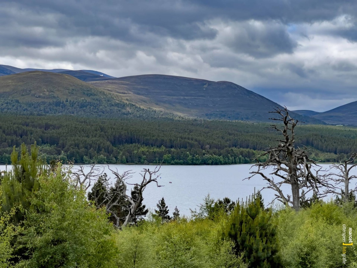 Loch Morlich with Foreground Dead Trees