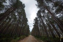 Dense Trees in Badaguish Forest