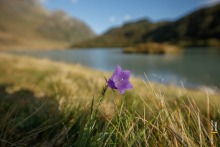 Alpine Purple Flower with Zeinissee in the Background