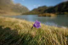 Alpine Purple Flower with Zeinissee in the Background
